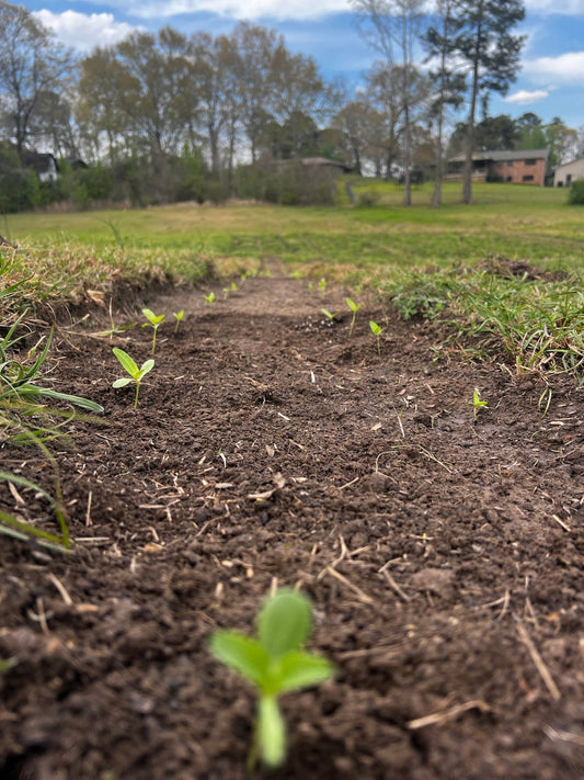 Transplanting Begins: Our 2025 Flower Season Has Sprouted! - Saxon's Farm and Garden