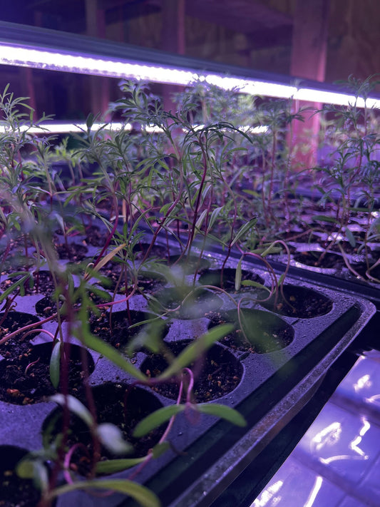 đ± Why We Start Seeds Indoors: A Zone 8 Flower Farmerâs Approach - Saxon's Farm and Garden