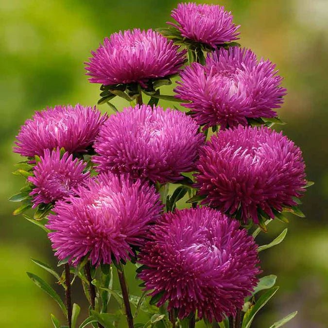 Aster (Peony Duchess) - Jewelaster Rose - 10 stems - Saxon's Farm and Garden