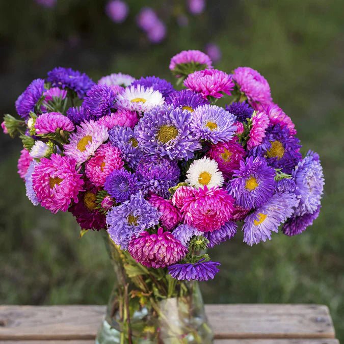 Asters (Peony Duchess) - Mix - 10 stems - Saxon's Farm and Garden