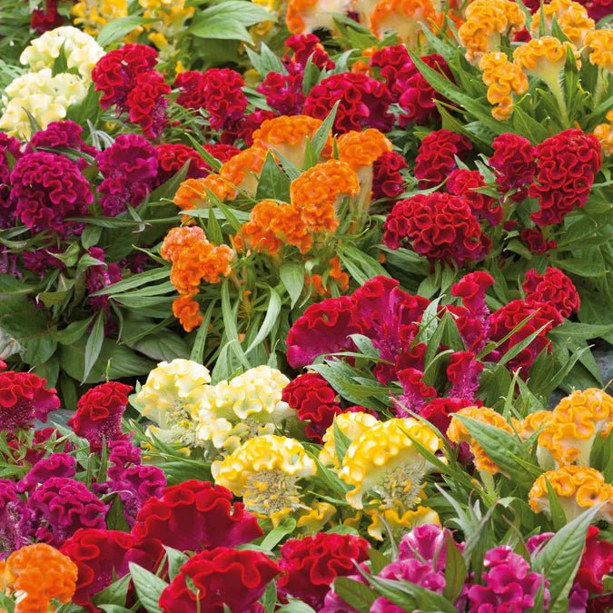 Celosia - Cristata Mix - 10 stems - Saxon's Farm and Garden