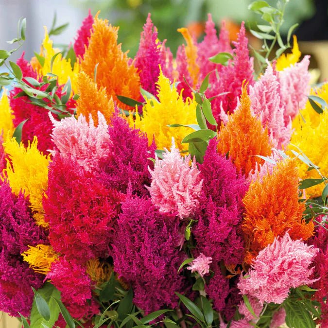 Celosia - Pampus Plume Mix - 10 stems - Saxon's Farm and Garden