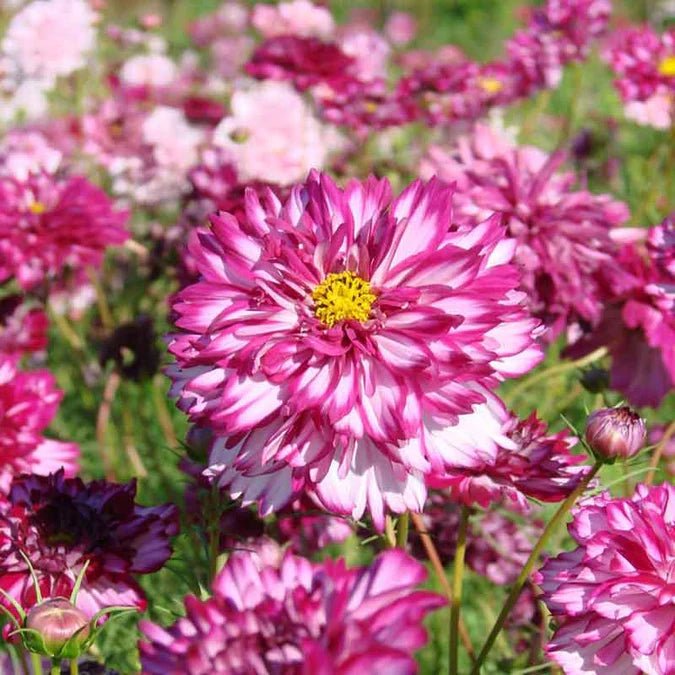 Cosmos - Double Click Violet - 10 stems - Saxon's Farm and Garden