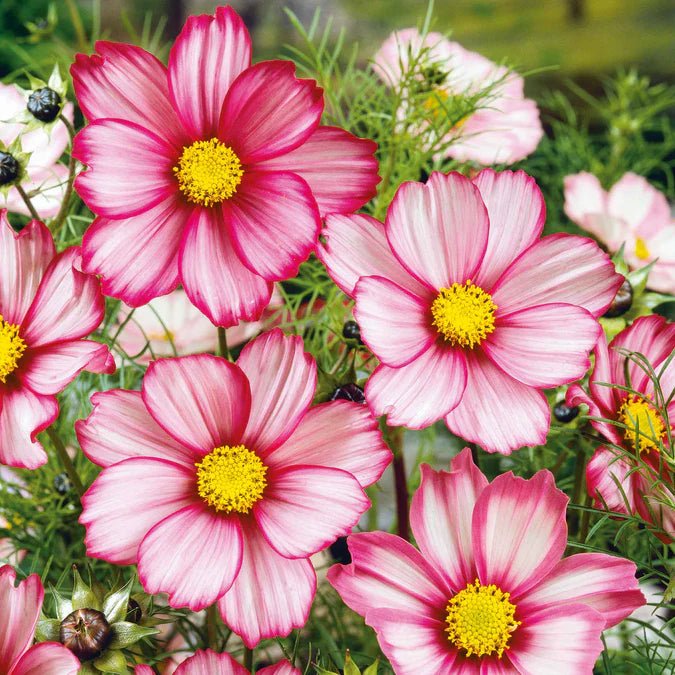 Cosmos - Red Stripe - 10 stems - Saxon's Farm and Garden