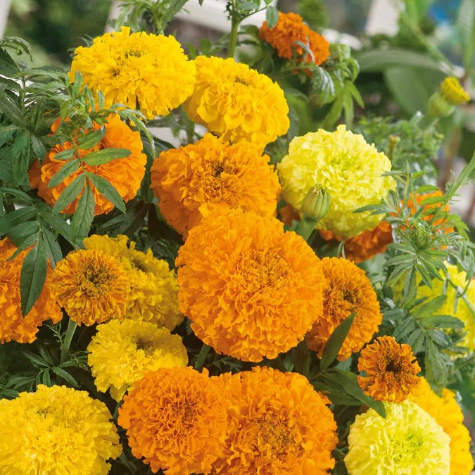 Marigold - Sugar and Spice - 10 stems - Saxon's Farm and Garden