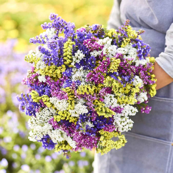Statice - Pacific Mix - 10 stems - Saxon's Farm and Garden