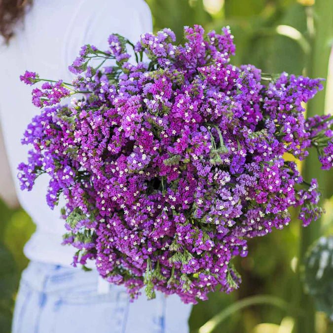 Statice - Twilight - 10 stems - Saxon's Farm and Garden