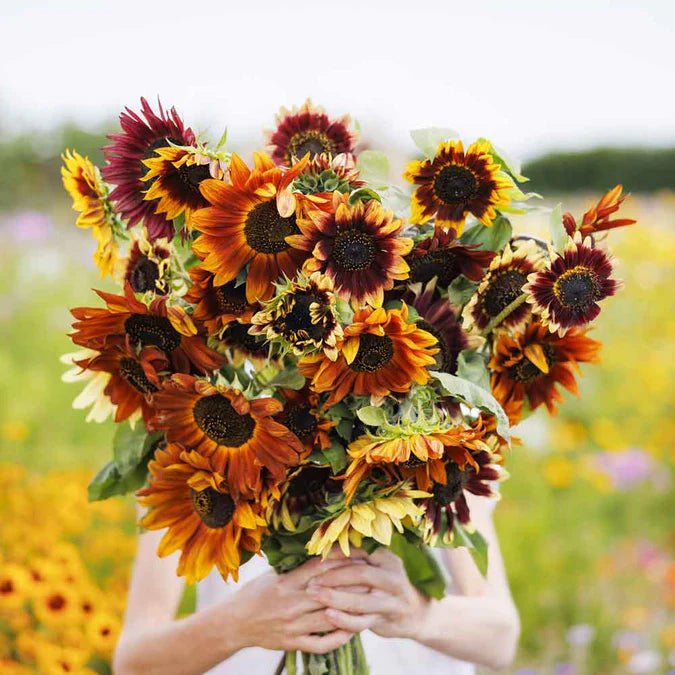 Sunflower - Autumn Beauty - 5 stems - Saxon's Farm and Garden