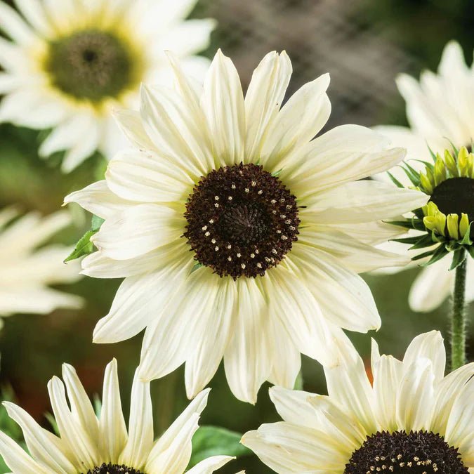 Sunflower - Italian White - 5 stems - Saxon's Farm and Garden