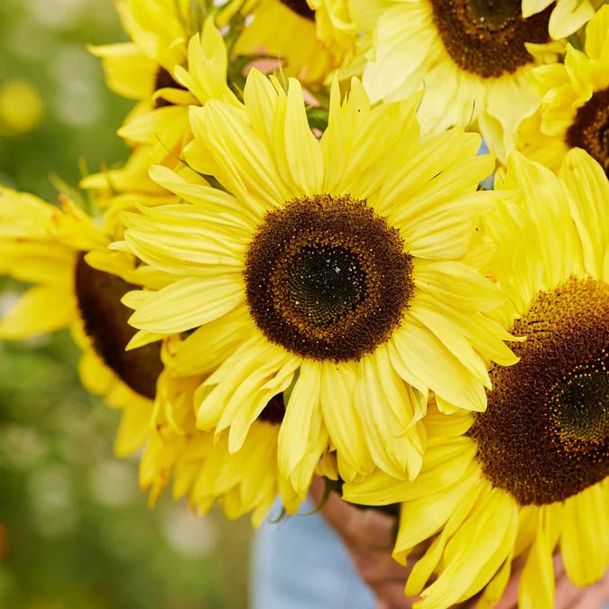 Sunflower - Lemon Queen - 5 stems - Saxon's Farm and Garden