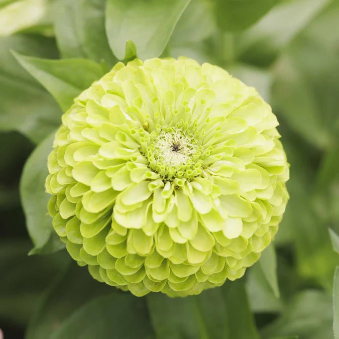 Zinnia - Tequila Lime - 20 stems - Saxon's Farm and Garden